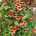 Bignonia capreolata (2)